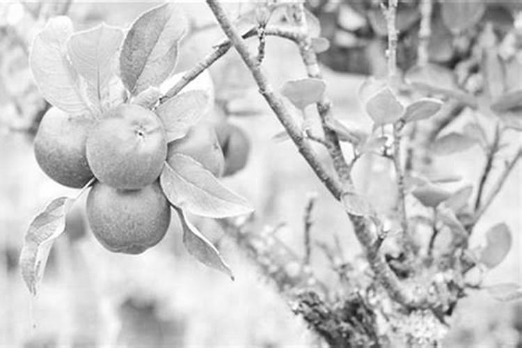 苹果树补钙能否加牛奶