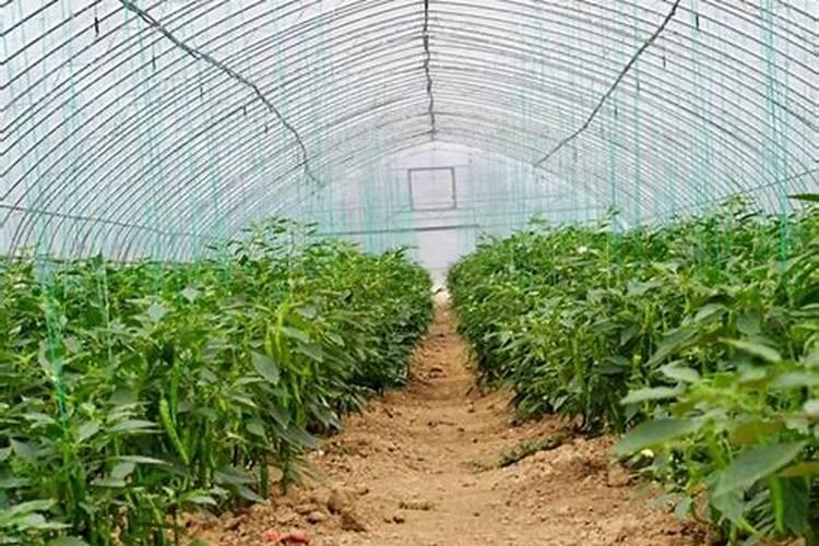 磷肥的作物怎么用效果好？