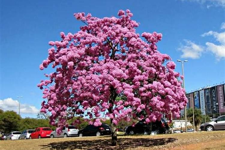酸性土壤花卉施什么钾肥最好？