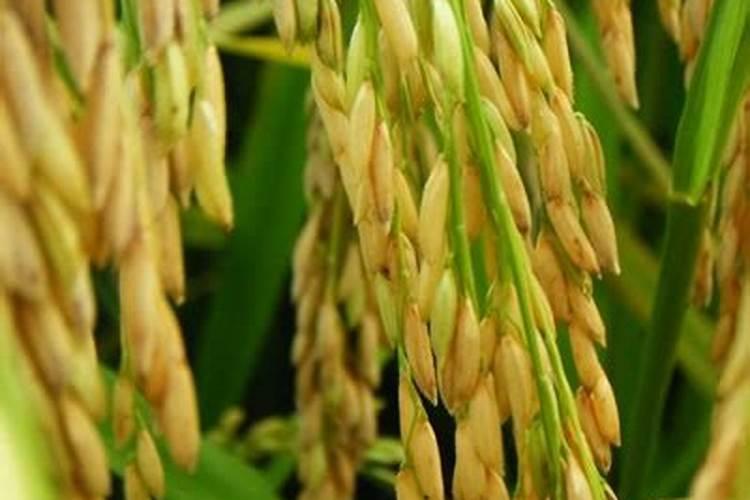 富硒水稻富硒大米富农家硒无忧富硒技术介绍