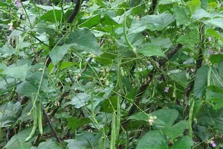 四季豆旺长没有花序怎么控制？谢谢