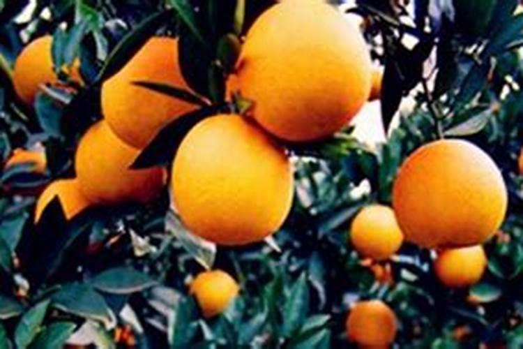 柑桔钾肥最佳时间是什么时候