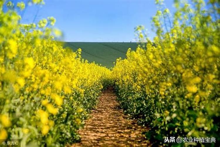 磷肥有什么作用？油菜为何要多施磷肥？