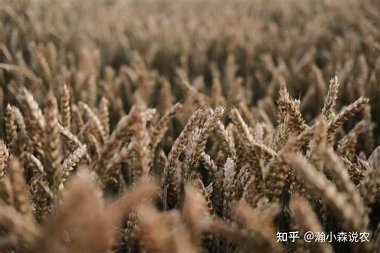 小麦套餐第一遍什么时候打效果好