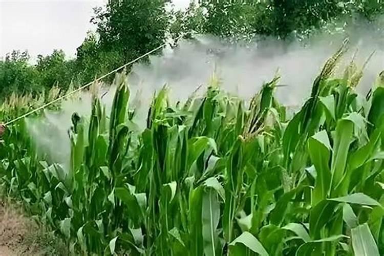 玉米灌浆期打药的最佳配方