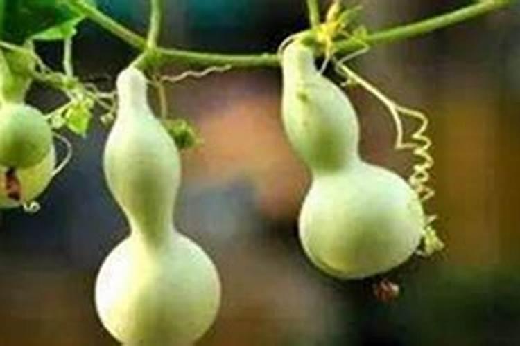 种葫芦什么时候施氮肥最好？