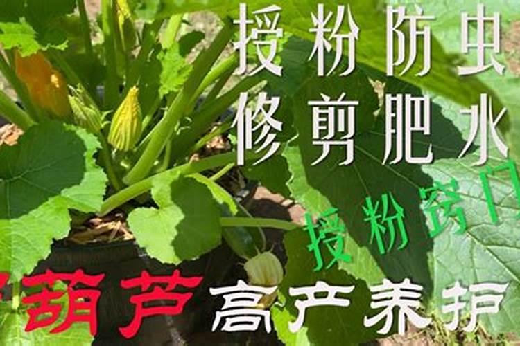 葫芦如何追肥