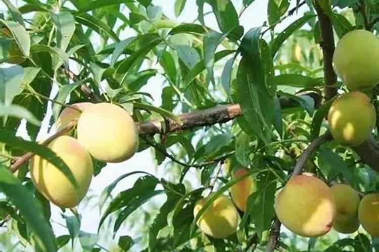 黄桃树需要氮肥吗为什么不能浇水？