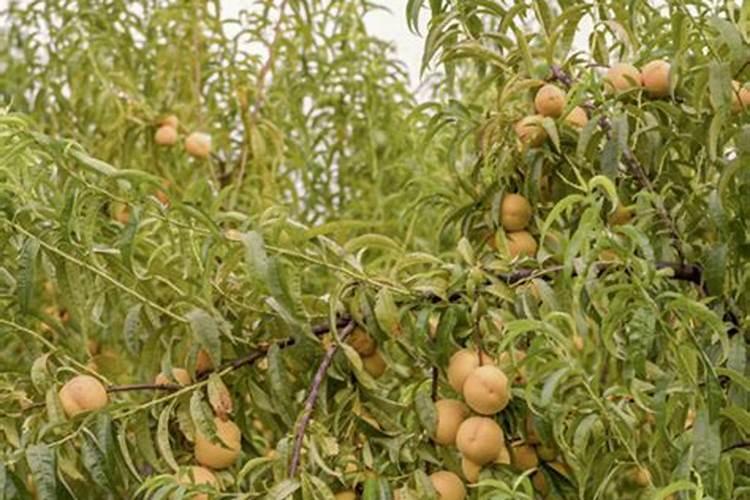 在种植黄桃树时,夏季黄桃树如何管理才能提高品质和产量？