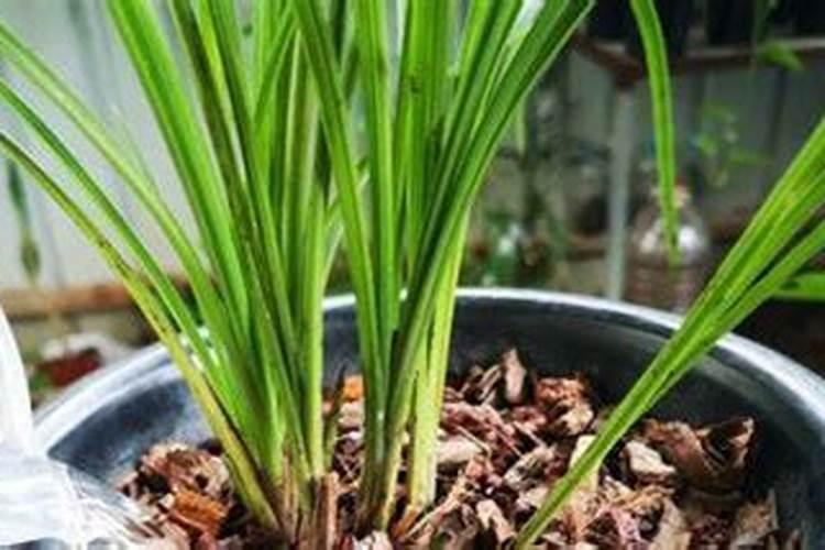 秋季兰花怎样施叶面肥最好？