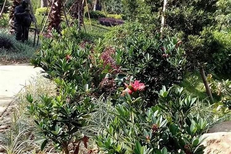 杜鹃红山茶的栽培技术