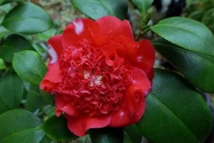 红山茶花的养殖方法和注意事项有哪些