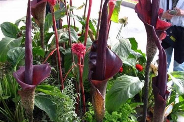 如何种植魔芋 :分享栽种与制作魔芋豆腐的方法