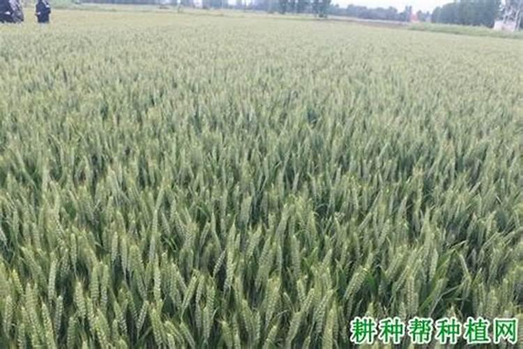 平衡肥小麦每亩施多少斤肥料合适？