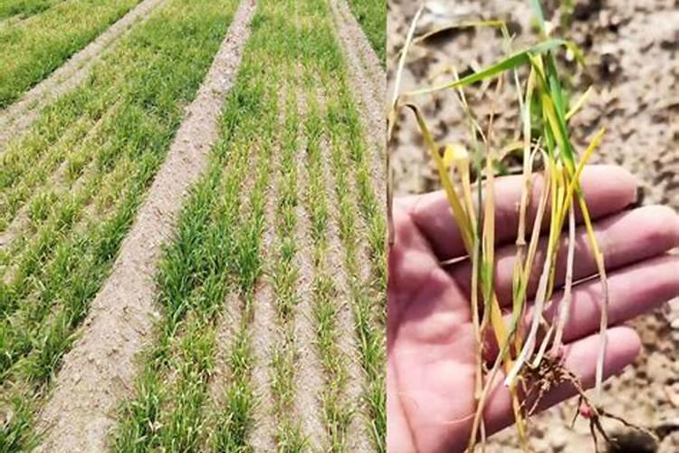 小麦苗弱打什么叶面肥