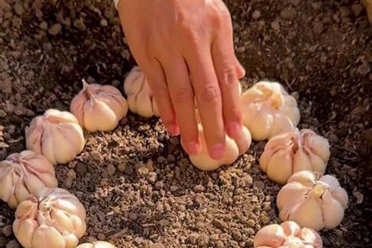 红蒜施肥过多,叶子发黄怎样处理？