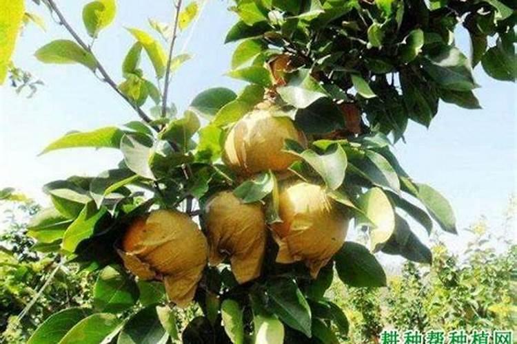 板栗园如何施用硼肥？