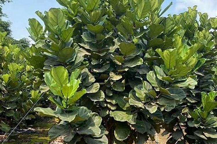 琴叶榕用氮磷钾肥吗好吗怎么施肥？