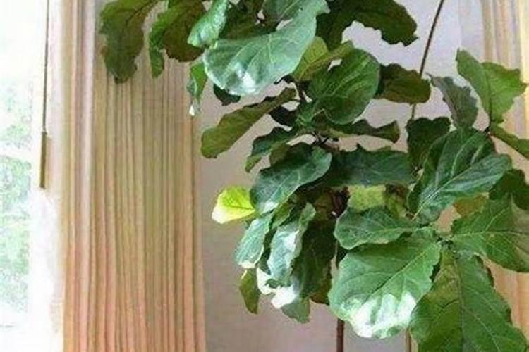 琴叶榕如何施肥叶片大又粗