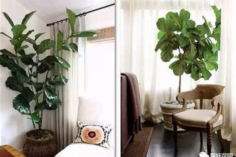 琴叶榕养殖方法原来这么么简单,1个小技巧就可以枝繁叶茂!