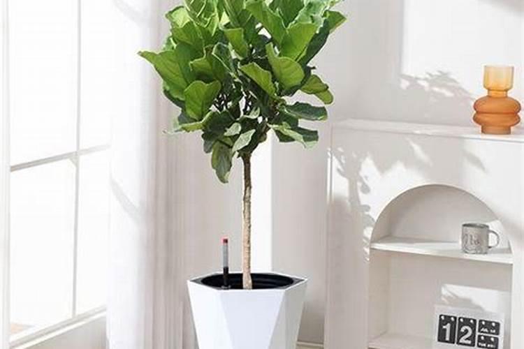 冬天琴叶榕咋养