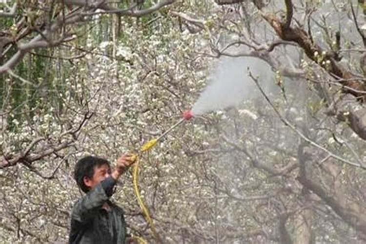 果树什么时期喷施叶面肥,上色增甜膨大用什么肥料好,叶面肥促花保果怎 ...