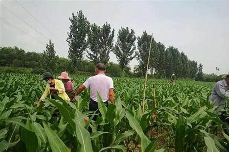 玉米后期需要什么专用肥料好？