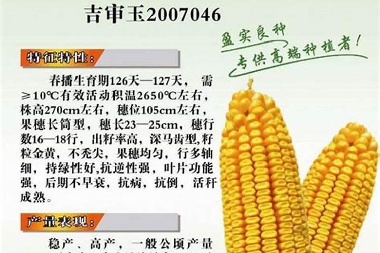排名第一的玉米品种