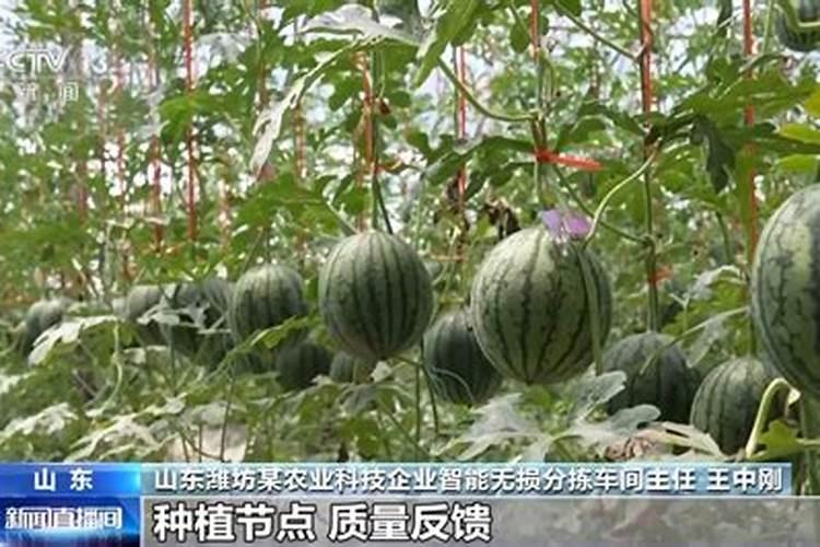 怎样种西瓜、丛种到收的过程要详细点、西瓜什么品种最佳。