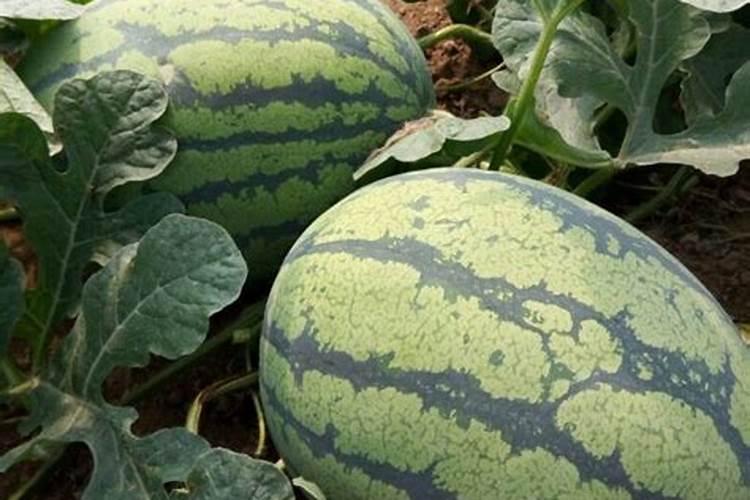 西瓜刚结瓜就施绿陇甲瓜会引发什么样的情况