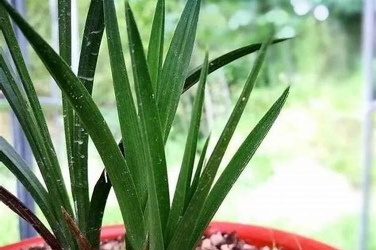 兰花施磷肥会开花吗怎么施？