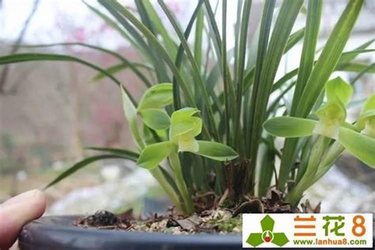如何自制兰花磷肥让兰花开花时间更长？