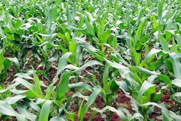 玉米浇四水充什么肥好