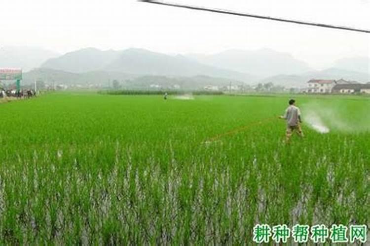 水稻怎么施尿素肥最好