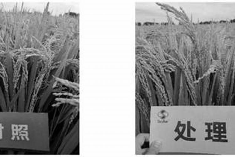 万代红水溶肥打水稻的方法和技术