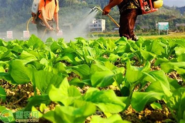 膨大素与叶面肥的区别在哪？