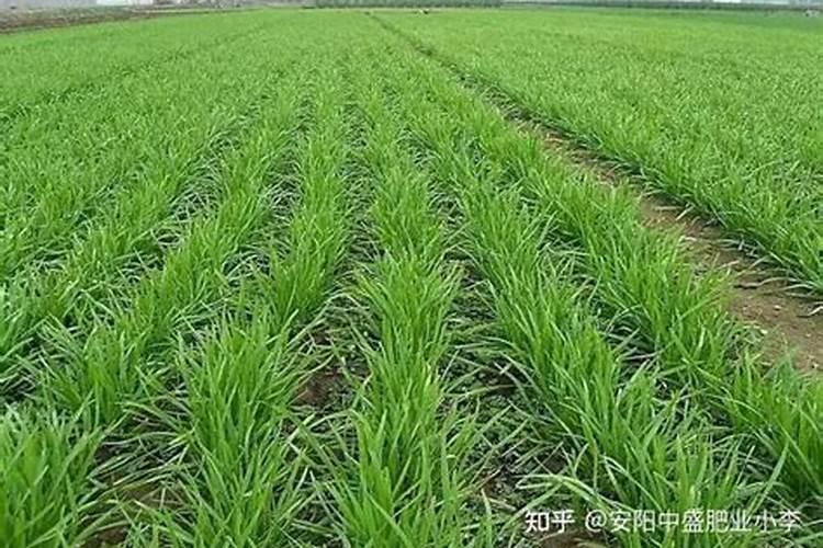 韭菜施什么肥料好？