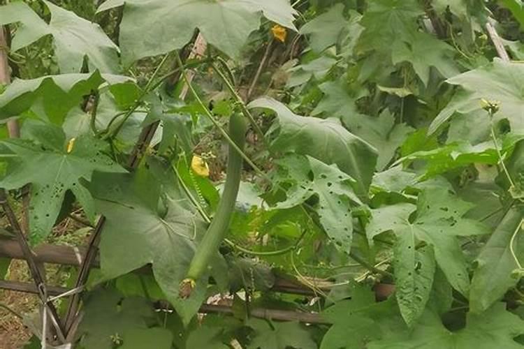种丝瓜只长藤和叶子 不开花不结果