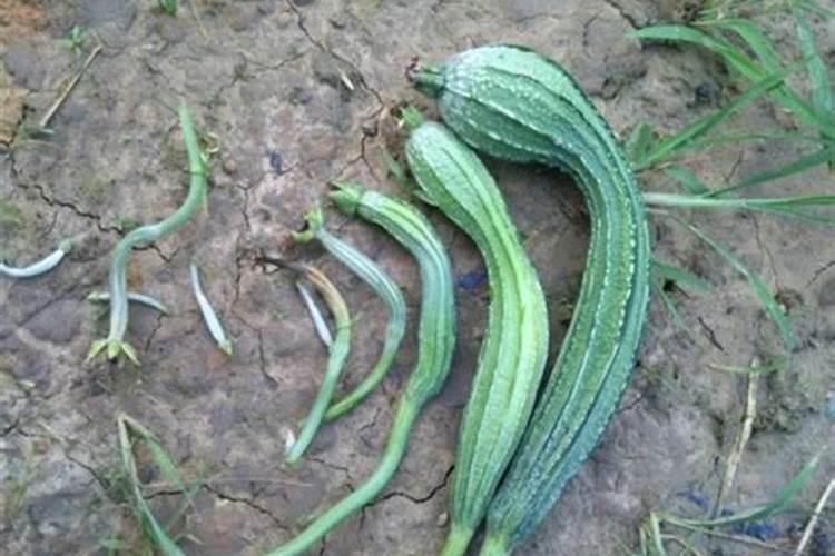 为什么丝瓜结了瓜老是会烂掉