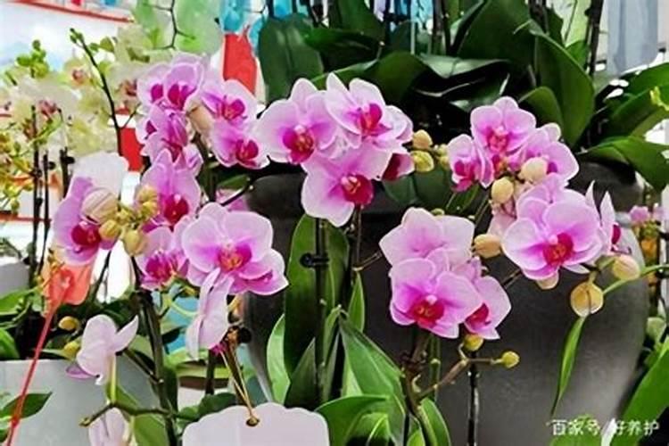 蝴蝶兰氮肥有哪几种颜色的？