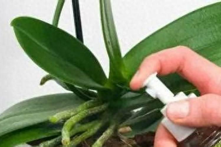 蝴蝶兰的花苞可以喷磷酸二氢钾吗？蝴蝶兰有花蕾可以喷磷酸二氢钾吗百度...