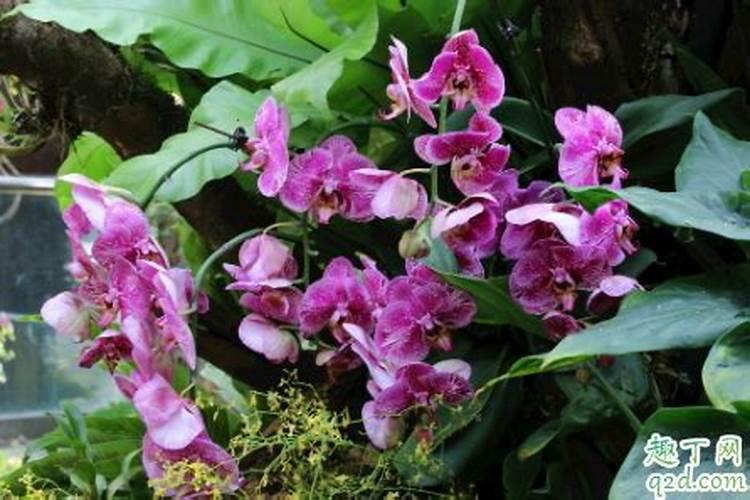 蝴蝶兰可施氮肥吗