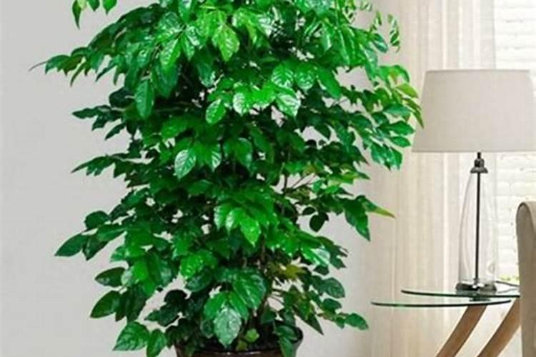 幸福树用什么肥料