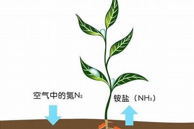 氮肥是含氮元素的盐吗为什么？