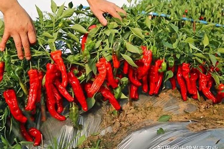 辣椒施肥时间及方法 辣椒怎样施肥