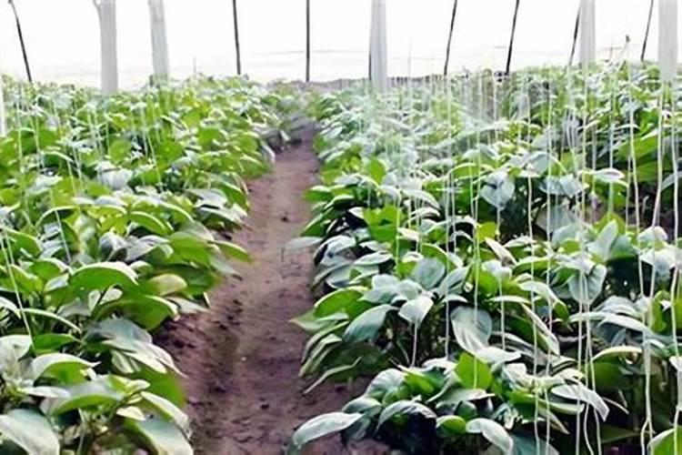 黄瓜需要磷肥嘛为什么？