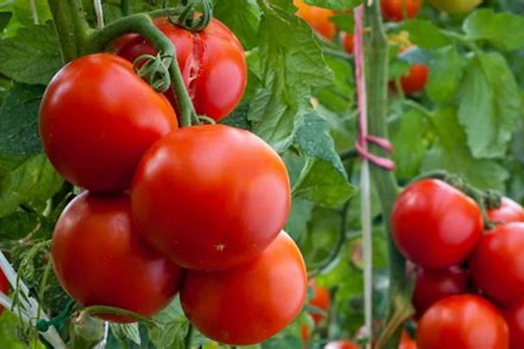 大棚西红柿用什么钾肥好,具体一亩地用多少,含量多少,尤其在膨果期。谢...