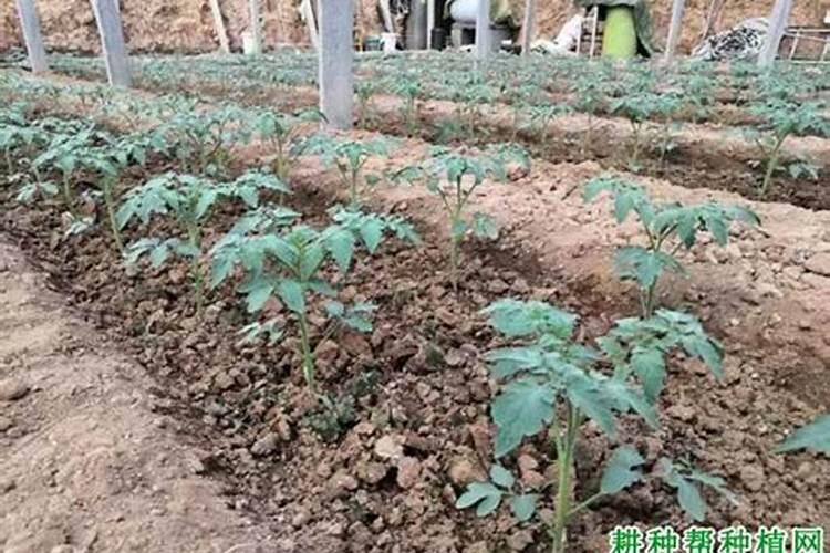 大棚番茄生长阶段施肥注意事项