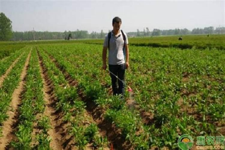 白术的施肥方法