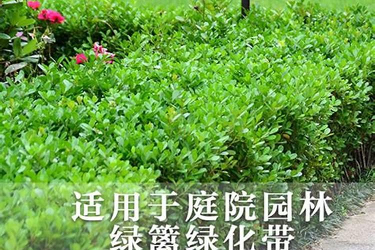 法国冬青小苗叶面肥怎么施用？